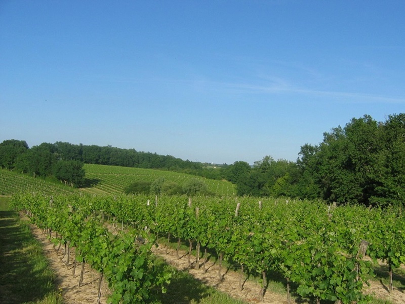 Château Haut-de-Lerm - photo 2
