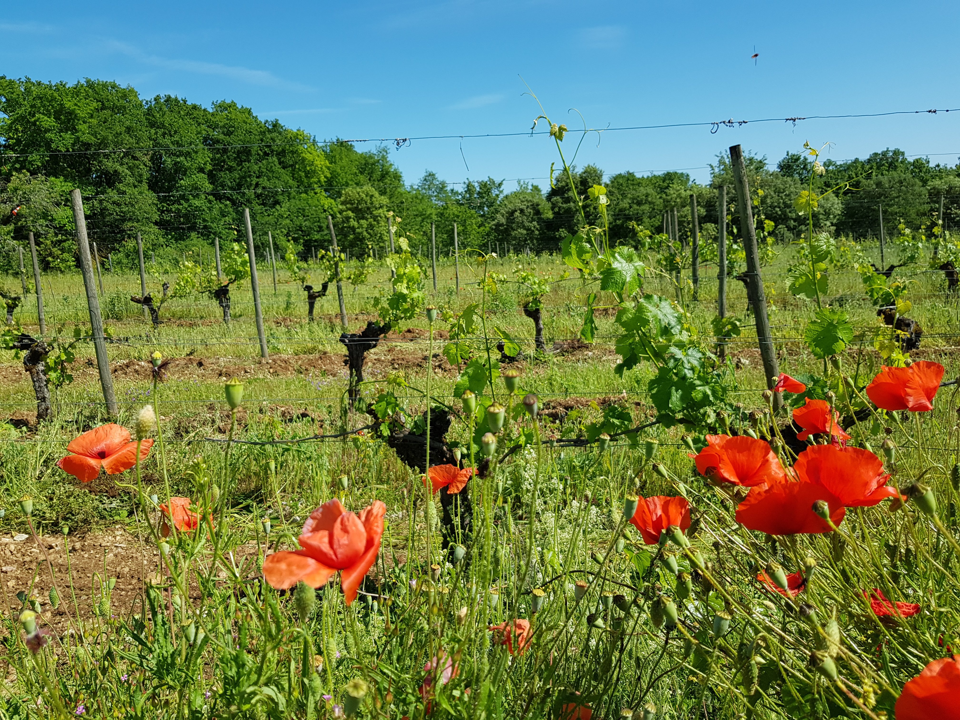 Chatô Côpains - photo 2