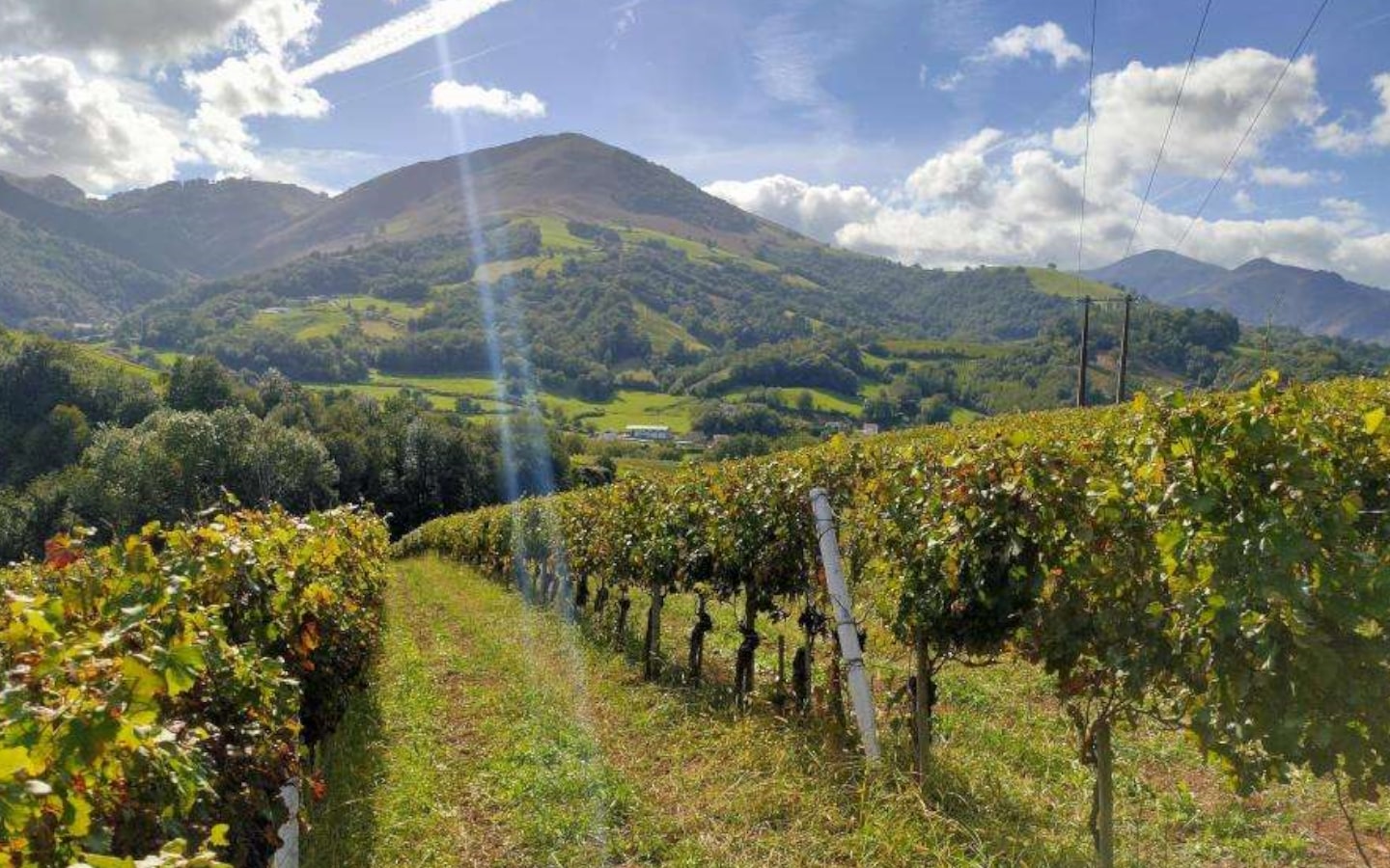 Visite du vignoble d'Irouléguy en navette électrique - photo 3