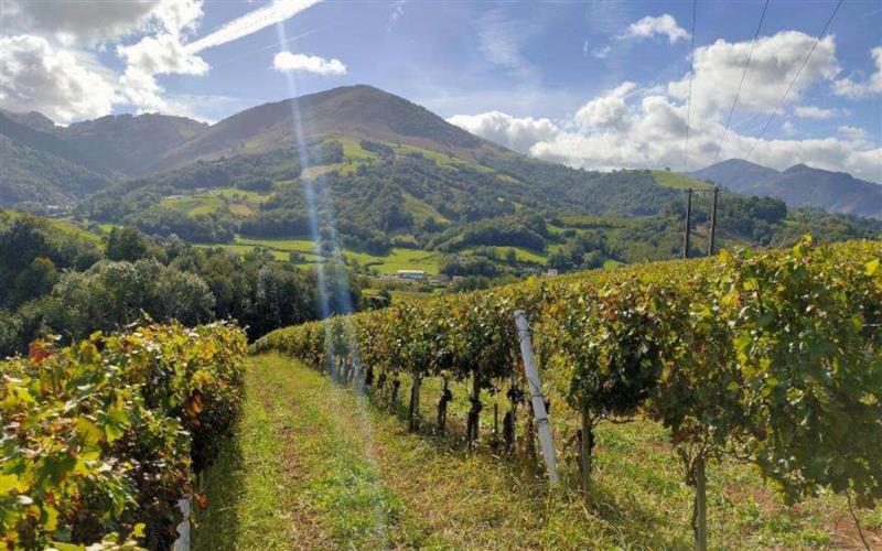 Visite du vignoble d'Irouléguy en navette électrique