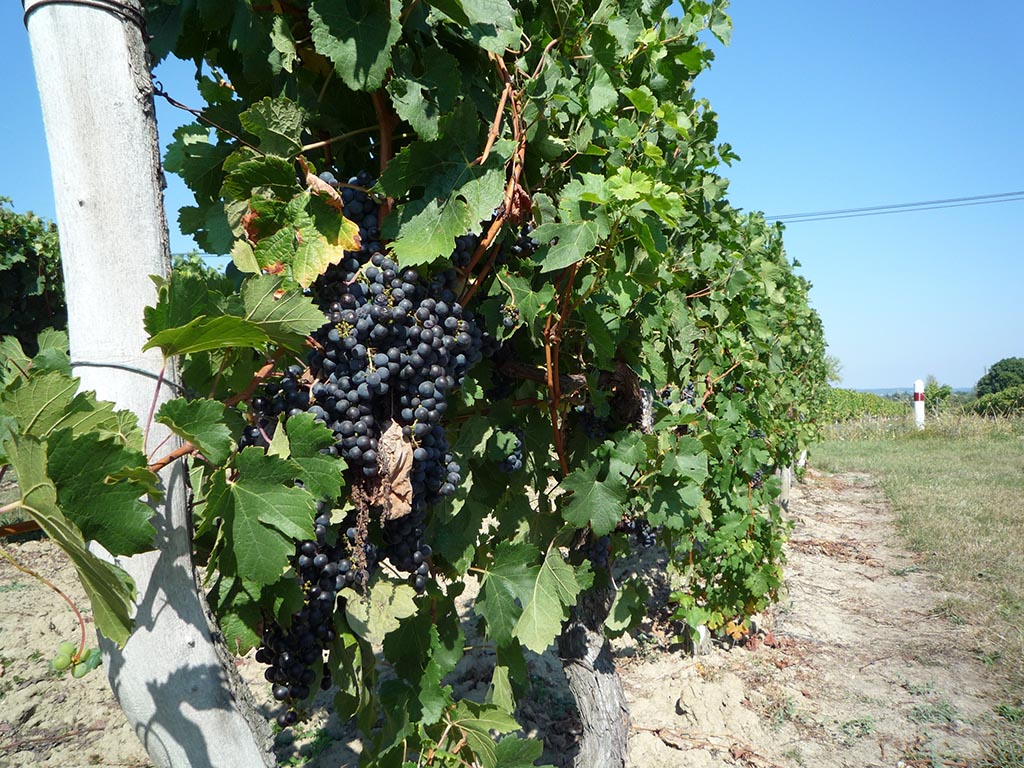 Boucle de la Fontaine - Saint Laurent des Vignes, Saint-Laurent-des-Vignes - photo 3