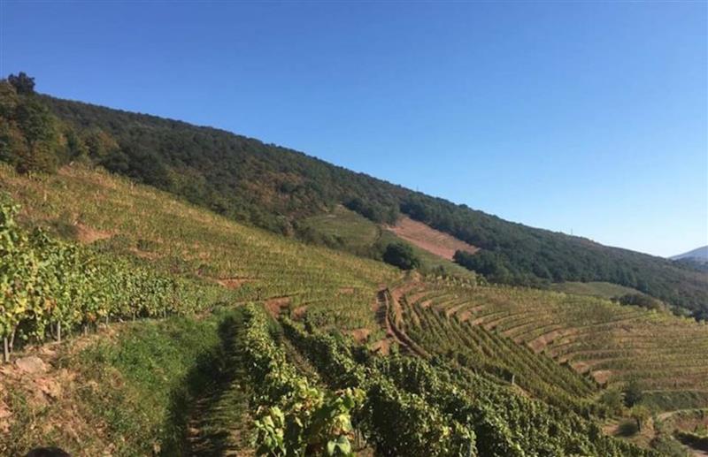 Domaine Apatia