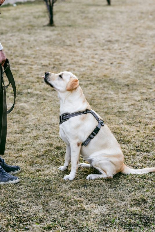 Le brio des savoirs - Exposition et démonstration canine