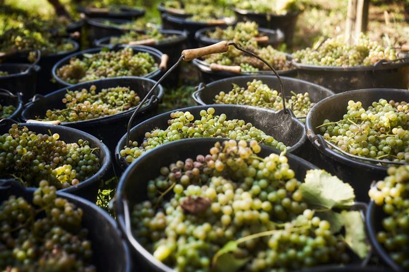 La vinothèque des vignerons du Jurançon