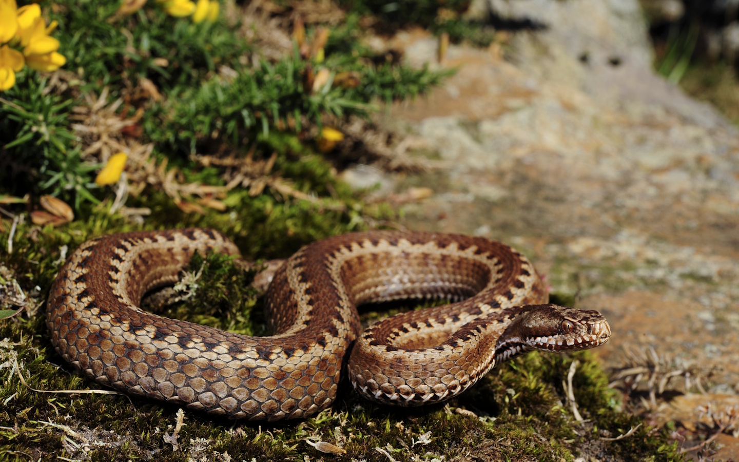 Sortie nature CPIE Pays Basque : "Vipère de Séoane, serpent du Pays basque", Urepel - photo 3