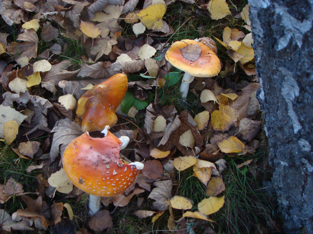 Forêt Domaniale de Vouillé-Saint-Hilaire, Vouillé - photo 5