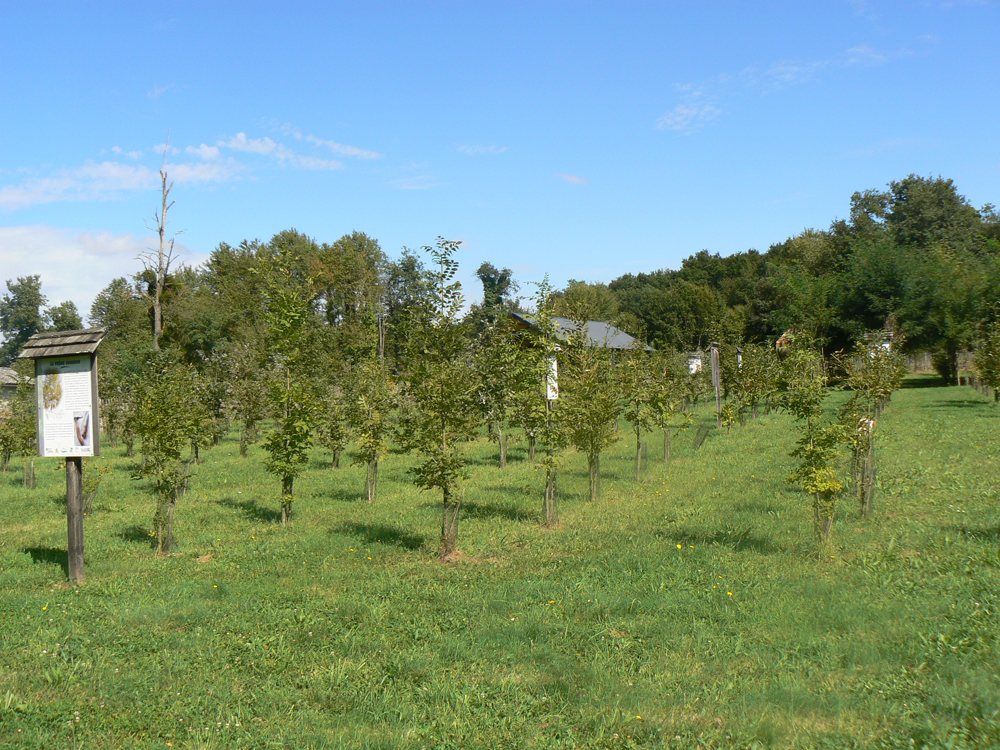 Arboretum de Voulème, Voulême - photo 2