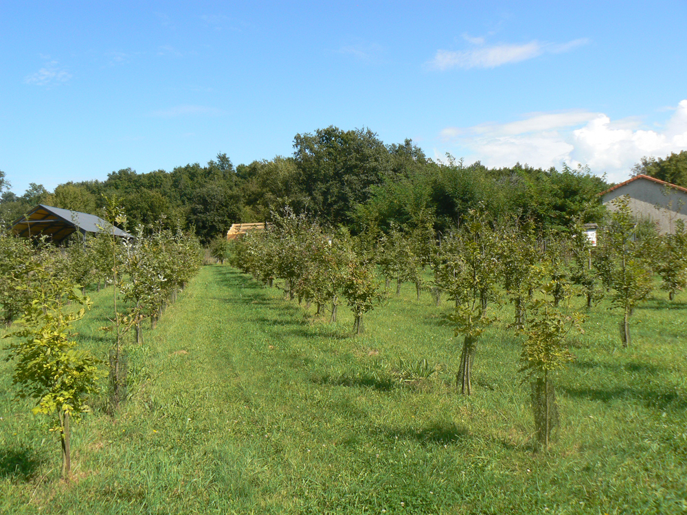 Arboretum de Voulème, Voulême - photo 3