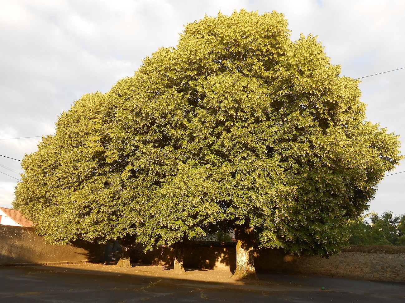 Gîte La Cour aux Tilleuls, Voulmentin - photo 20