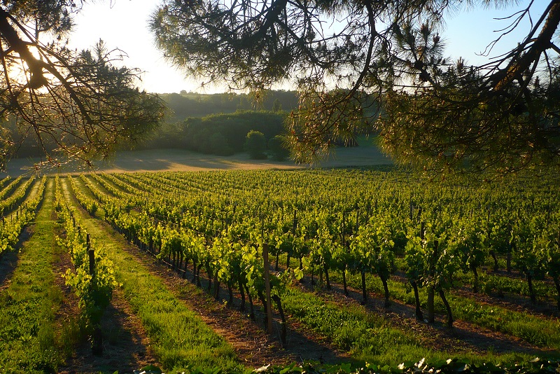 Le Pigeonnier du Chateau Hostens-Picant, Les Lèves-et-Thoumeyragues