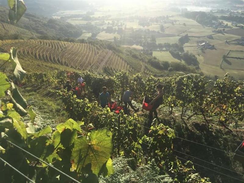 Domaine Apatia