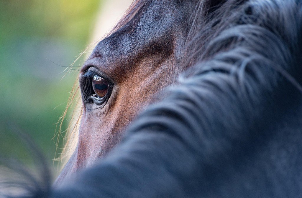 Grand Régional de Tourisme Equestre — visuel événement
