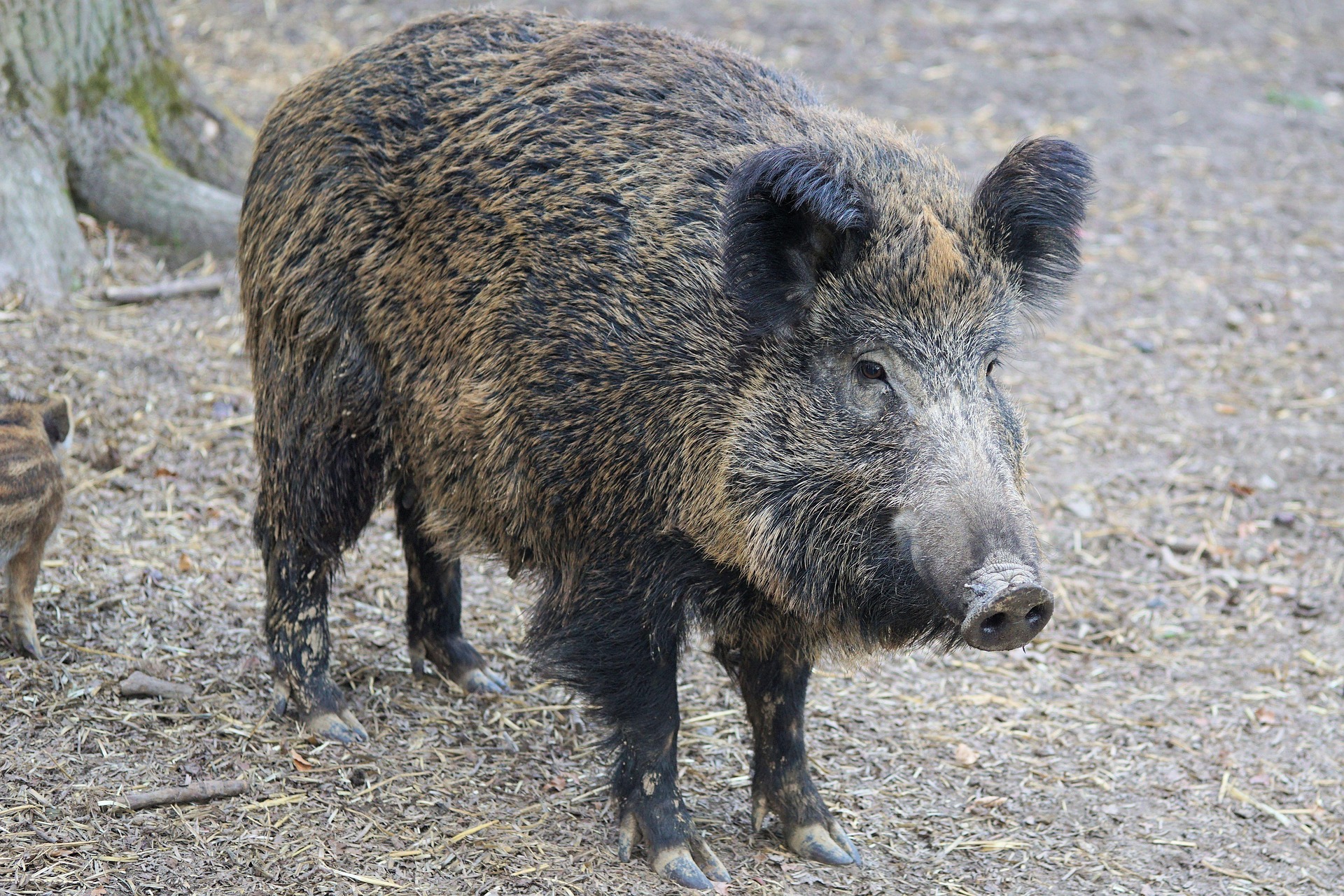 Repas de chasse