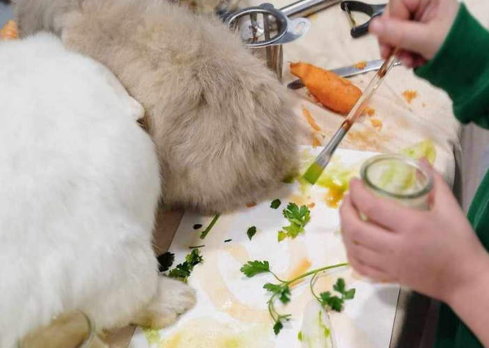 Atelier des p'tits curieux : "Immersion à la ferme : Une palette de couleur pour les lapins et cochons d'Inde!!", Saint-Germain-de-la-Rivière