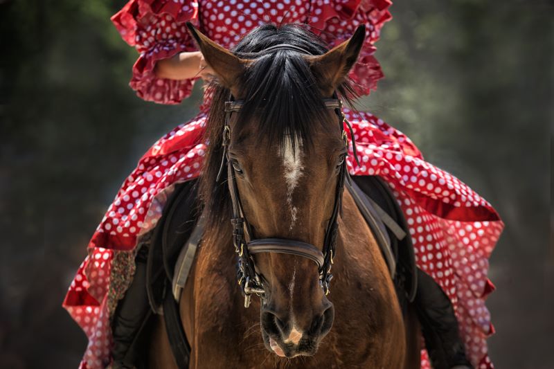 Spectacles des vendredis - Bestia/Les bourgeaons - Cheval songeur