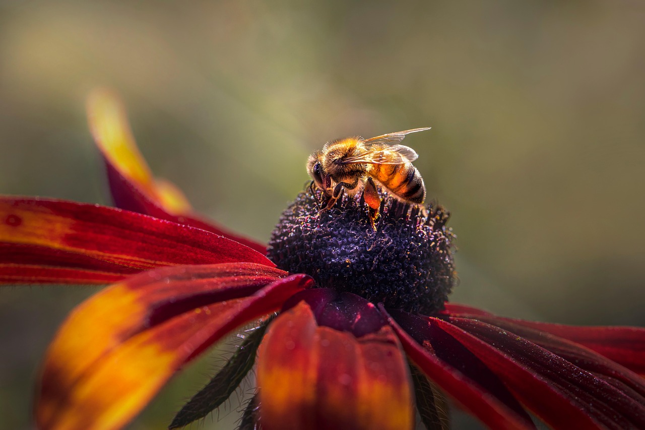 Conférence : les abeilles sauvages
