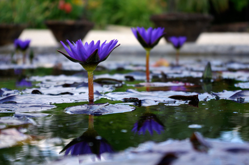 Le Jardin des Nénuphars & la pépinière historique Latour-Marliac, Le Temple-sur-Lot - photo 4