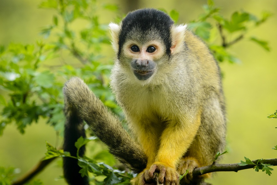 Zoo de Labenne, Labenne - photo 8